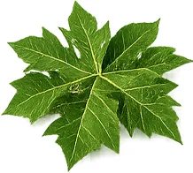 Parazicid — Papaijan lehtiuute (Carica papaya)