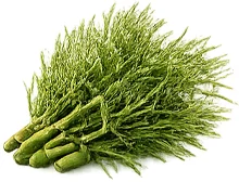 Parazicid — Peltokorteuute (Equisetum arvense)