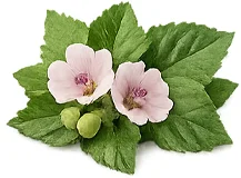Parazicid — Rohtosalkoruusu (Althaea officinalis), lehtiuute