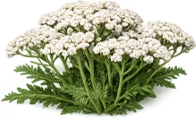 Parazicid — Siankärsämöuute (Achillea millefolium)